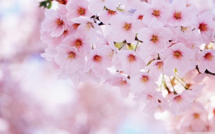 new year, cherry blossom embrace desires